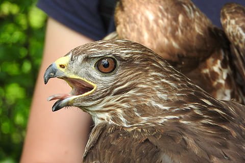 Buzzard, prădător, cap, cioc, limba limbajului, ochi, pasăre de pradă, animal, pasăre, animale în sălbăticie, animale tematice, animale vertebrate, animale sălbatice, un animal, să se concentreze asupra primelor elemente, a închide, partea corpului animalului, zi, in cautarea, nici o persoana, șoim - pasăre, cap de animal, maro, vulturul - pasăre, uitându-se departe, în aer liber, vultur, ochi de animale, pui de somn, vizualizare profil, gura deschisa, 4K, CC0, domeniu public, fără drepturi de autor