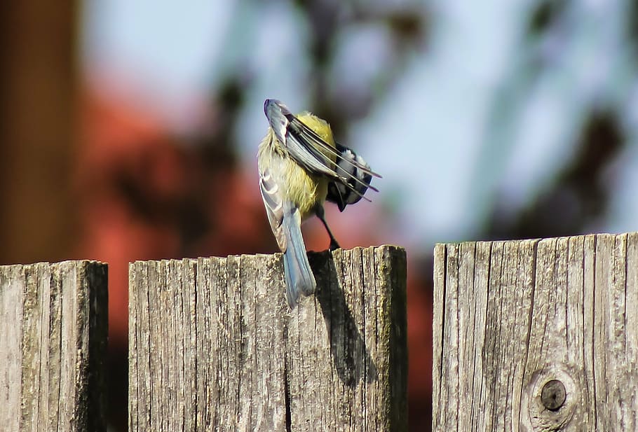 crida, ocell, animal, preen, naturalesa, ocell petit, material de fusta, un animal, fauna animal, temes d'animals, animals a la natura, dia, a l'aire lliure, insecte, cap gent, primer pla, vertebrats, tanca, barrera, límit, posat, centrar-se en primer pla, post de fusta, publicació, pardal, 5K