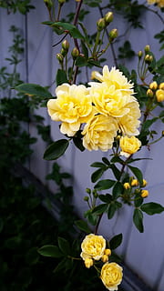 rosa, giallo, trascinamento, pianta fiorita, fiore, pianta, vulnerabilità, fragilità, bellezza nella natura, freschezza, petalo, testa di fiore, crescita, infiorescenza, avvicinamento, natura, concentrarsi sulle conoscenze acquisite, nessuno, giorno, all'aperto, parte vegetale, Colore bianco, composizione floreale, 5K, CC0, dominio pubblico, privo di copyright