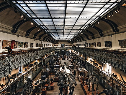 arkitektur, bygning, infrastruktur, struktur, etablering, museum, knogle, bygget struktur, indendørs, rigtige mennesker, livsstil, loft, dag, mennesker, bue, Kvinder, gruppe af mennesker, voksen, gå, stor gruppe af objekter, tilfældige mennesker, herrer, transportmidler, rejse, historie, arrangement, 4K, CC0, offentligt domæne, royaltyfrie