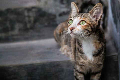 orange, tabby, kat, trappe, jade, øje, positur, kæledyr, nuttet, dyr, feline, indenlandske kat, leder, pattedyr, husdyr, pels, indenlandske, dyre temaer, et dyr, bakkenbart, hvirveldyr, ingen mennesker, kigger væk, fokus på forgrunden, tæt på, dag, lempelse, dyr kropsdel, dyr hoved, dyr øje, 4K, CC0, offentligt domæne, royaltyfrie
