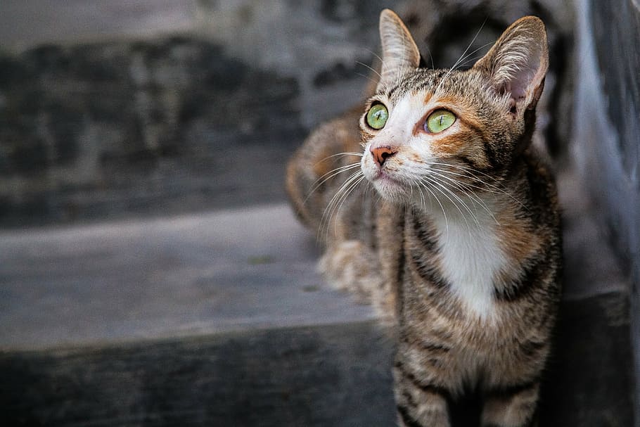 orange, tabby, kat, trappe, jade, øje, positur, kæledyr, nuttet, dyr, feline, indenlandske kat, leder, pattedyr, husdyr, pels, indenlandske, dyre temaer, et dyr, bakkenbart, hvirveldyr, ingen mennesker, kigger væk, fokus på forgrunden, tæt på, dag, lempelse, dyr kropsdel, dyr hoved, dyr øje, 4K