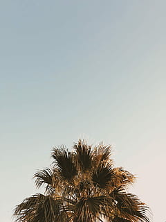 Palma, giorno, foto, verde, leafed, albero, cielo, estate, minimo, fronda, natura, luce del sole, oceano, spiaggia, pulito, grigio, smorzato, clima tropicale, pianta, copia spazio, Inquadratura dal basso, crescita, cielo sereno, nessuno, bellezza nella natura, la tranquillità, scenics - natura, all'aperto, cima dell'albero, foglia di palma, tramonto, palma da cocco, albero tropicale, 4K, CC0, dominio pubblico, privo di copyright