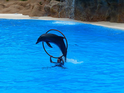 dofí, saltar, anell, art, espectacle de dofins, demostració, atracció, espectacle d'animals, espectacle, aigua, animals, meeresbewohner, delfinats, dentats, mitjà, mamífers, mamífers marins, balenes, cetacea, blau, davant del mar, mar, naturalesa, dia, piscina, a l'aire lliure, nedar, sota l'aigua, activitat d'oci, bellesa a la natura, estils de vida, persones reals, animal, una persona, fauna animal, 4K, CC0, domini públic, lliure de regalies