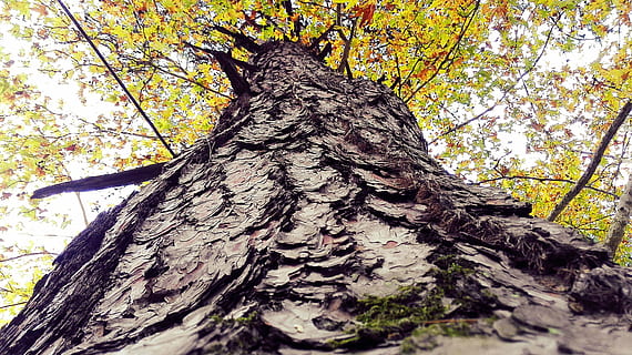 copac, coajă, corp, trunchi de copac, trompă, plantă, natură, creştere, latra, vedere unghiulară joasă, zi, stare brută, nici o persoana, texturată, teren, ramură, în aer liber, frumusețe în natură, liniște, pădure, lemn - material, plante scoarță, imediat mai jos, 4K, CC0, domeniu public, fără drepturi de autor