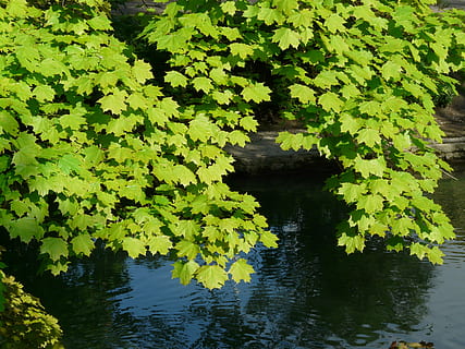 maple, maple leaves, leaf, tree, green, light, norway maple, acer platanoides, needle leaf maple, sun, illuminate, deciduous tree, acer, plant, water, growth, nature, beauty in nature, green color, plant part, lake, waterfront, reflection, no people, day, tranquility, outdoors, floating, scenics - nature, floating on water, leaves, 2K, CC0, public domain, royalty free
