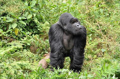 negre, goril·la, mig, verd, fulles, plantes, goril·les, Silverback, mico, Ruanda, mamífer, un animal, primat, fauna animal, animals a la natura, planta, naturalesa, terra, vertebrats, bosc, cap gent, animal masculí, color verd, color negre, a l'aire lliure, selva tropical, pluja tropical, 1080P, CC0, domini públic, lliure de regalies