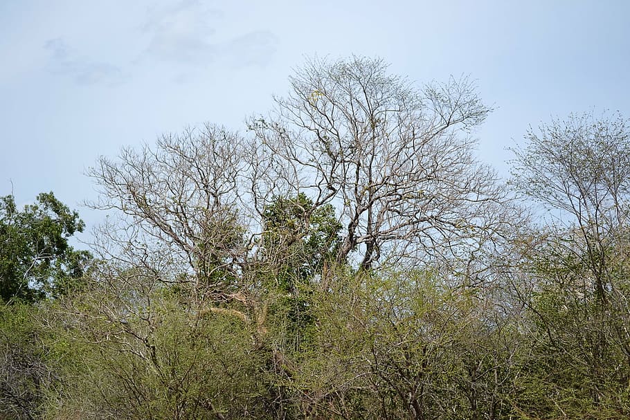 dried trees, dry, sky, forest, sri lanka, mawanella, ceylon, tree, plant, growth, beauty in nature, tranquility, day, no people, nature, green color, low angle view, land, branch, outdoors, tranquil scene, non-urban scene, scenics - nature, clear sky, landscape, 1080P