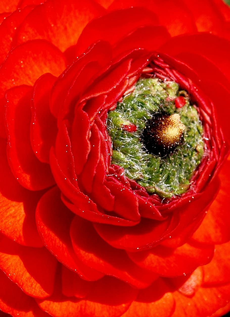 flor, ranunculus, vermell, macro, naturalesa, pètal, primer pla, planta, frescor, menjar, menjar i beguda, cap gent, marc complet, fons, vegetals, a l'interior, planta amb flors, bellesa a la natura, alimentació saludable, inflorescència, primer pla extrem, cap de flor, temptació, 2K