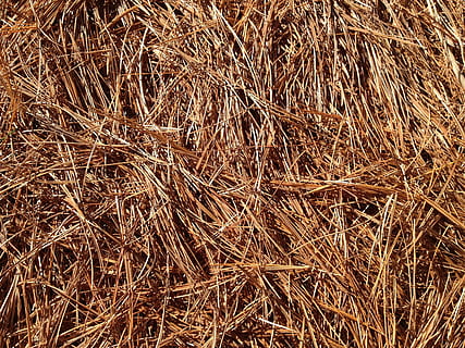 agulles, catifa, caure, pi, bosc, agulles de pi, pi, bosc, fulles, planta, textura, marc complet, fons, agricultura, fenc, cap gent, palla, marró, naturalesa, dia, sec, vista d’angle alt, terra, primer pla, tranquil·litat, a l'aire lliure, granja, camp, planta de cereals, llum solar, 2K, CC0, domini públic, lliure de regalies
