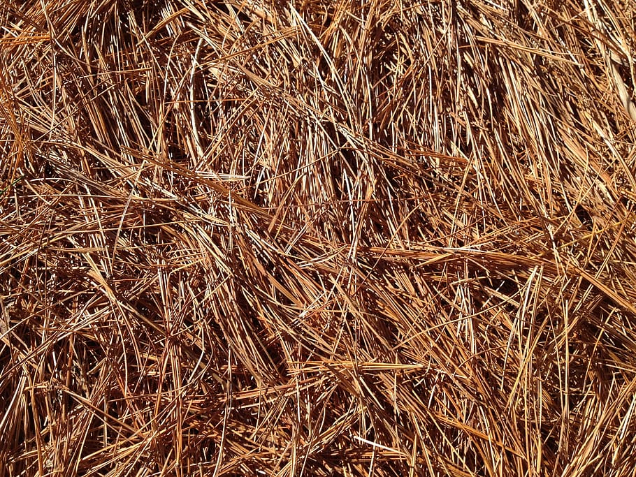 agulles, catifa, caure, pi, bosc, agulles de pi, pi, bosc, fulles, planta, textura, marc complet, fons, agricultura, fenc, cap gent, palla, marró, naturalesa, dia, sec, vista d’angle alt, terra, primer pla, tranquil·litat, a l'aire lliure, granja, camp, planta de cereals, llum solar, 2K