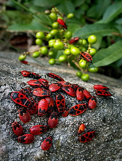 sciame, rosso, firebug, coleotteri, insetti, evento, fabbro senza ali, macro, verde, concorso, raggruppamento, la folla, natura, giardino, Maybug, scarafaggio, lo scarafaggio, insetto, zoom, moltiplicazione, il coleottero rosso, avvicinamento, giorno, frutta, nessuno, cibo, cibo e bevande, concentrarsi sulle conoscenze acquisite, vista dall'alto, pianta, crescita, all'aperto, fauna selvatica, animali allo stato selvatico, bellezza nella natura, temi animali, freschezza, mangiare sano, 1080P, CC0, dominio pubblico, privo di copyright