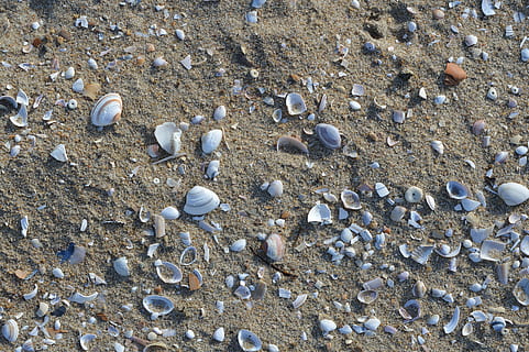 plajă, scoici, coajă, nisip, natură, fundal, decojirea, mare, fundaluri, teren, scoică, vedere în unghi mare, solid, zi, coajă de animale, nici o persoana, apă, stâncă, obiect de piatră, animale sălbatice, frumusețe în natură, animal, obiect de rocă, a închide, prundiș, în aer liber, 5K, CC0, domeniu public, fără drepturi de autor