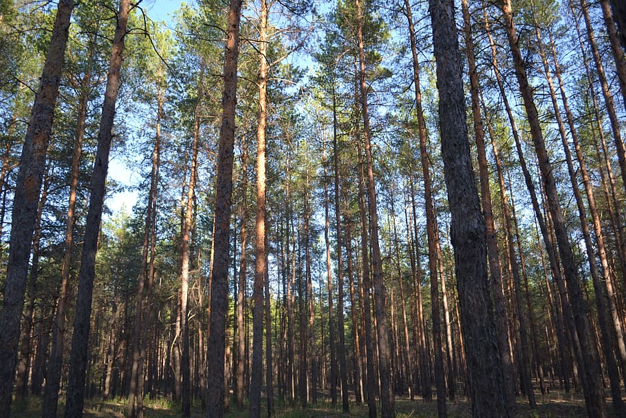 bosc, pi, naturalesa, arbres, Rússia, agulles, estiu, arbre de coníferes, tronc, bor, arbre, planta, terra, tranquil·litat, tronc de l'arbre, creixement, vista d’angle baix, bellesa a la natura, cap gent, dia, escenics - natura, escena tranquil·la, escena no urbana, alta - alta, abundància, cel, a l'aire lliure, bambú - planta, bosc de pi, 4K