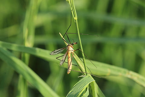 insecte, primavera, macro, prat, schnake, tancar, volar, ala, un animal, color verd, temes d'animals, animals a la natura, dia, invertebrat, fauna animal, animal, primer pla, planta, centrar-se en primer pla, naturalesa, cap gent, creixement, part del cos dels animals, bellesa a la natura, zoologia, a l'aire lliure, full, ala dels animals, fulla d'herba, 5K, CC0, domini públic, lliure de regalies