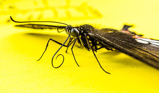 fotografia ravvicinata, alato, insetto, farfalla, invertebrato, temi animali, animale, fauna selvatica, un animale, giallo, avvicinamento, animali allo stato selvatico, nessuno, natura, sfondo giallo, messa a fuoco selettiva, ala animale, macro, parte del corpo animale, bellezza nella natura, colore nero, concentrarsi sulle conoscenze acquisite, sfondo colorato, occhio animale, 5K, CC0, dominio pubblico, privo di copyright