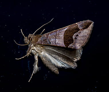 molie, mare, insectă, maro, model, sălbatic, aripă, noapte, queensland, Australia, nevertebrat, un animal, animale tematice, animal, animale sălbatice, animale în sălbăticie, a închide, Fundal negru, studio shot, nici o persoana, animal aripă, zoologie, în interior, natură, parte a plantelor, artropod, frunze, fluture - insectă, marin, 1080P, CC0, domeniu public, fără drepturi de autor