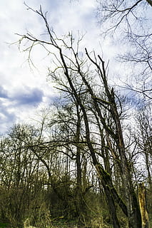 naturalesa, cel, núvols, registre, arbre vell, bosc, arbre verd, arbres que dormen, paisatge, arbre escabellat, arbres d’hivern, arbres, fusta, verd, fulles, planta morta, arbreda, arbre, planta, núvol - cel, vista d’angle baix, tranquil·litat, arbre nu, cap gent, bellesa a la natura, branca, creixement, dia, escena tranquil·la, escena no urbana, escenics - natura, terra, a l'aire lliure, tronc de l'arbre, tronc, 5K, CC0, domini públic, lliure de regalies