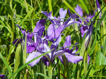 camas, Frühling, Blume, Grün, Weide, lila, violett, blühende Pflanze, Pflanze, Zerbrechlichkeit, Schönheit in der Natur, Verletzlichkeit, Wachstum, Frische, Blütenblatt, Nahansicht, Natur, Blütenkopf, Tag, grüne Farbe, Blütenstand, Fokus auf den Vordergrund, keine Leute, Iris, draußen, Iris - Pflanze, 4K, CC0, gemeinfrei, lizenzfrei