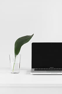 macbook, pro, ved siden av, anlegg, vase, klar, drikkeglass, Macbook Pro, glass, grønt blad, på toppen, hvit overflate, blad, hvit, datamaskin, laptop, teknologi, ingen folk, bord, blomst, innendørs, trådløs teknologi, grønn farge, friskhet, natur, plante del, studio skudd, nærbilde, kopiere plass, kommunikasjon, stilleben, forbindelse, bruker bærbar PC, 5K, CC0, offentlig domene, opphavsrett gratis
