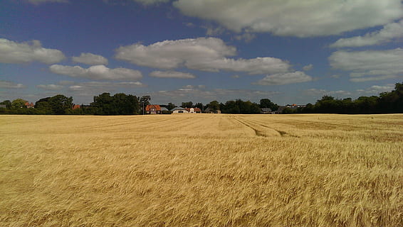 Greifswald, ข้าวโพด, เมฆ, การเกษตร, ธรรมชาติ, ฉากชนบท, สนาม, ข้าวสาลี, ฟาร์ม, พืชผล, ภูมิประเทศ, ฤดูร้อน, ท้องฟ้า, กลางแจ้ง, ฉากที่ไม่ใช่ในเมือง, scenics, พืชธัญพืช, ไม่มีคน, การเก็บเกี่ยว, ที่ดิน, วัน, เมฆ - ท้องฟ้า, ปลูก, สิ่งแวดล้อม, Scenics - ธรรมชาติ, ต้นไม้, ความงามในธรรมชาติ, ความเงียบสงบ, ฉากที่เงียบสงบ, การเจริญเติบโต, 2K, CC0, โดเมนสาธารณะ, ค่าลิขสิทธิ์ฟรี