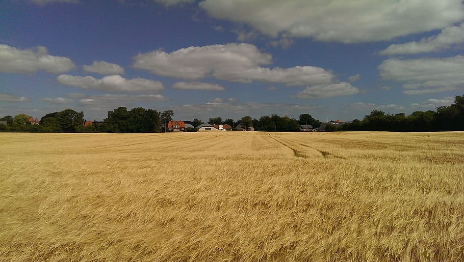 greifswald, blat de moro, núvols, agricultura, naturalesa, escena rural, camp, blat, granja, cultiu, paisatge, estiu, cel, a l'aire lliure, escena no urbana, escenics, planta de cereals, cap gent, collita, terra, dia, núvol - cel, planta, medi ambient, escenics - natura, arbre, bellesa a la natura, tranquil·litat, escena tranquil·la, creixement, 2K