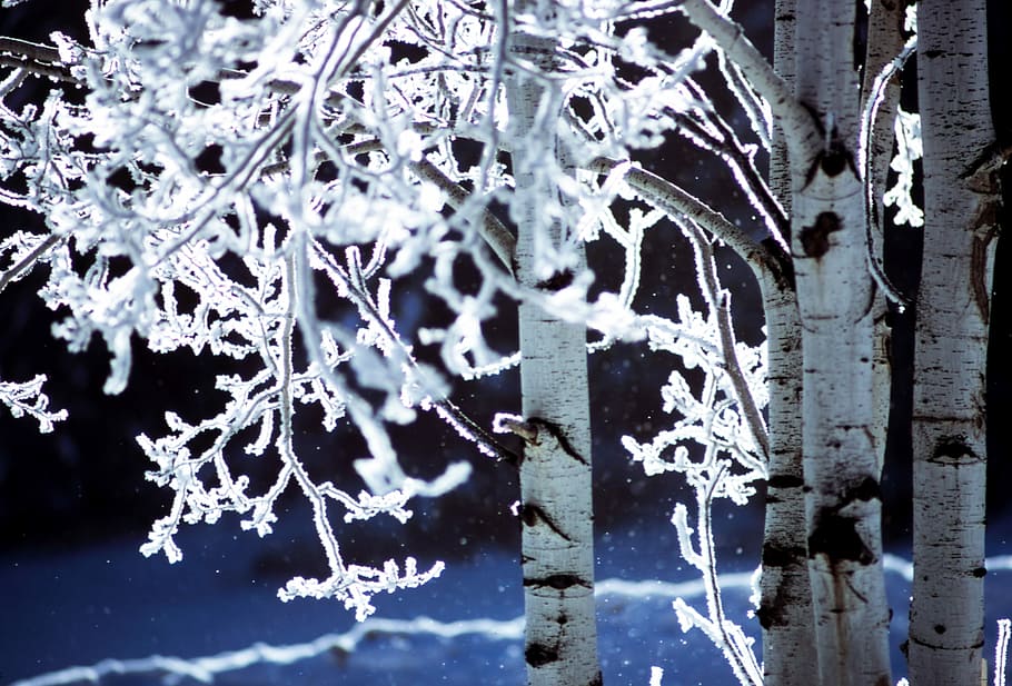 foto, neu, recobert, bedolls, poc profund, focalitzar la fotografia, arbres, cobert, hivern, arbre, fred, blanc, blau, gel, tronc, trèmol, detallat, calma, blau i blanc, arbre de trembles, gelat, cap gent, temperatura de fred, primer pla, dia, naturalesa, marc complet, congelat, finestra, fons, patró, planta, Color blanc, a l'aire lliure, estructura construïda, arquitectura, floc de neu, cargol, 5K