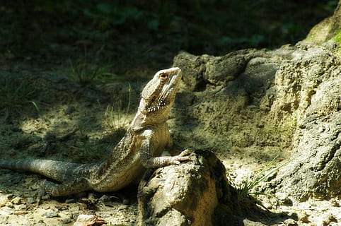 zwierzęta domowe, jaszczurka, brodaty, smok, zwierzęta na wolności, tematy zwierzęce, zwierzęca przyroda, zwierzę, gad, jedno zwierzę, kręgowiec, skała, rock - obiekt, solidny, Natura, żadnych ludzi, dzień, brodaty smok, światło słoneczne, na dworze, skupić się na pierwszym planie, drzewo, wylądować, iguana, skala zwierząt, 1080P, CC0, domena publiczna, darmowe zdjęcia