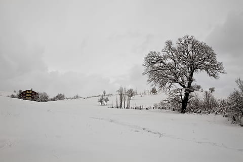 zăpadă, iarnă, copac, munte rece, rece, Munte, Caycuma, temperatura rece, peisaj, natură, plantă, frumusețe în natură, liniște, o scenă liniștită, mediu inconjurator, cer, scenice - natura, teren, nici o persoana, culoare alba, camp, îngheţat, scenă non-urbană, un munte acoperit de zăpadă, ninsorile, 4K, CC0, domeniu public, fără drepturi de autor