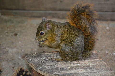 squirrel, croissant, nut, nibble, eat, cute, nager, animal, animal themes, animal wildlife, one animal, mammal, animals in the wild, rodent, no people, vertebrate, day, food, food and drink, eating, outdoors, focus on foreground, close-up, nature, side view, chipmunk, profile view, 5K, CC0, public domain, royalty free