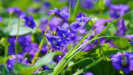 violet, flower, spring, flowering plant, plant, purple, vulnerability, fragility, beauty in nature, freshness, growth, close-up, petal, inflorescence, nature, flower head, selective focus, no people, green color, day, field, land, springtime, lavender, 2K, CC0, public domain, royalty free