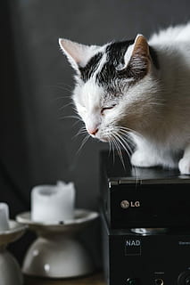 cat portrait, Cat, Portrait, pet, animal, domestic Cat, pets, cute, feline, domestic animals, one animal, domestic, mammal, animal themes, vertebrate, indoors, no people, close-up, whisker, cup, drink, focus on foreground, food and drink, selective focus, animal head, 1080P, CC0, public domain, royalty free