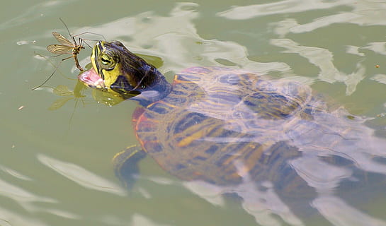 Tortuga, come, quizás, un animal, temas de animales, animales en la naturaleza, fauna animal, insecto, día, animal, agua, vertebrado, lago, nadando, naturaleza, nadie, reptil, submarino, al aire libre, marina, caparazón de tortuga, cabeza de animal, 8K, CC0, dominio público, libre de derechos