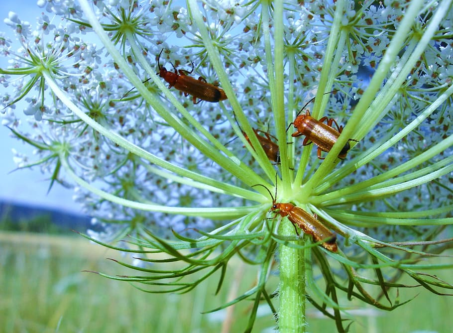 bille, eng, insekt, vild, gulerod, natur nærbillede udsigt, plante, vækst, skønhed i naturen, blomst, blomstrende plante, tæt på, natur, dyr i naturen, dag, dyreliv, hvirvelløse, skrøbelighed, sårbarhed, fokus på forgrunden, dyr, ingen mennesker, dyre temaer, friskhed, grøn farve, udendørs, blomsterhoved, 1080P