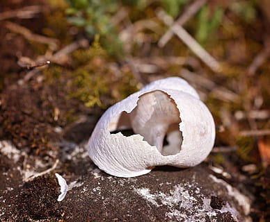 conchiglia, rotto, vuoto, partire, senza vite, natura, vicino, un animale, animale, teschio animale, nessuno, avvicinamento, scoperta, fungo, terra, concentrarsi sulle conoscenze acquisite, cibo, giorno, fauna selvatica, Colore bianco, verdura, all'aperto, fragilità, pianta, solido, cibo e bevande, foresta, 1080P, CC0, dominio pubblico, privo di copyright