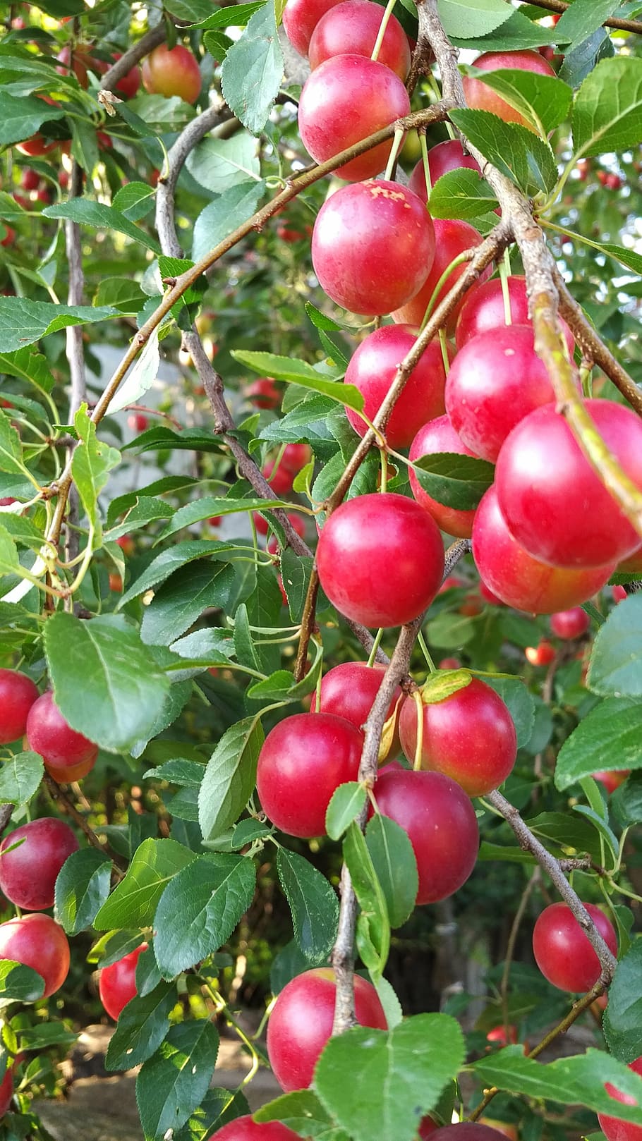 fruita, vermell, suau, fresc, primavera, alimentació saludable, menjar, menjar i beguda, planta, creixement, frescor, benestar, arbre, naturalesa, full, part de la planta, primer pla, bellesa a la natura, dia, cap gent, color verd, branca, madur, a l'aire lliure, 5K