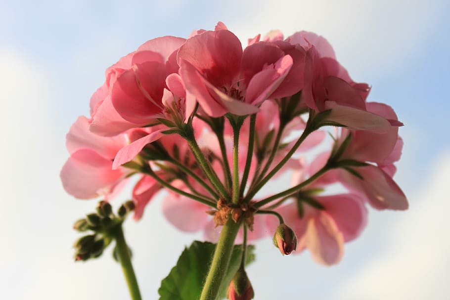 lav, vinkel billede, lyserød, geranium blomster, geranium, blomst, makro, natur, lyserød blomst, plante, rosenblomst, lyserød farve, tæt på, kronblad, blomsterhoved, ingen mennesker, rød, blomstrende plante, skønhed i naturen, friskhed, skrøbelighed, sårbarhed, blomsterstand, vækst, selektiv fokusering, Rose, udendørs, fokus på forgrunden, dag, blomster arrangement, 4K