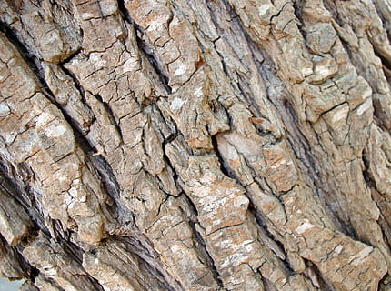 fons, textura, aspre, arbre, escorça, disseny, web, targeta, interessant, bosc, fusta, caminada, ruta, marc complet, tronc de l'arbre, primer pla, dia, tronc, cap gent, naturalesa, a l'aire lliure, patró, escorça de la planta, material de fusta, patró natural, geologia, marró, sòlid, rock, efecte texturat, 720P, CC0, domini públic, lliure de regalies
