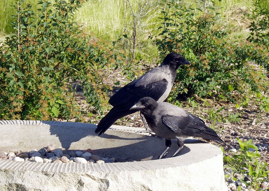 Corb, corona, ocell, naturalesa, depredador, ornitologia, cel, blau, safata d'alimentació d'ocells, primer pla, gris, negre gris, parc, ciutat, animals, ocells urbans, còdols, fauna animal, animals a la natura, temes d'animals, un animal, cap gent, animal, vertebrats, llum solar, grup d’animals, dia, planta, sòlid, dos animals, posat, ombra, rock - object, rock, longitud completa, a l'aire lliure, família d’animals, 4K