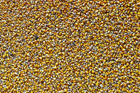 Mais, mais da foraggio, struttura, sfondo, graficamente, modello, cibo per animali, Kukuruz, zea mays, allevamento di pollame, fotogramma intero, sfondi, grande gruppo di oggetti, abbondanza, giallo, cibo e bevande, cibo, mangiare sano, freschezza, nessuno, benessere, vista dall'alto, cibo crudo, pianta, seme, natura, giorno, avvicinamento, raccolto, famiglia di legumi, mais dolce, 5K, CC0, dominio pubblico, privo di copyright