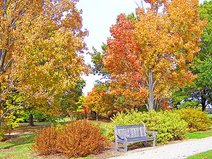 tardor, caure, maple, arbre, fulles, groc, taronja, parc, banc, canvi, planta, color taronja, bellesa a la natura, creixement, naturalesa, parc - l'home va fer espai, cap gent, dia, seient, full, part de la planta, tranquil·litat, a l'aire lliure, escena tranquil·la, absència, col·lecció de tardor, 2K, CC0, domini públic, lliure de regalies