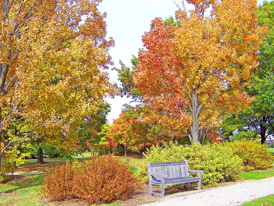 tardor, caure, maple, arbre, fulles, groc, taronja, parc, banc, canvi, planta, color taronja, bellesa a la natura, creixement, naturalesa, parc - l'home va fer espai, cap gent, dia, seient, full, part de la planta, tranquil·litat, a l'aire lliure, escena tranquil·la, absència, col·lecció de tardor, 2K