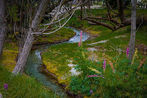 Arrowtown, Nueva Zelanda, Queenstown, naturaleza, hermoso, verano, corriente, marshall lupins landscape, vistoso, natural, flor, flora, jardín, floración, rosado, púrpura, planta, agua, árbol, belleza en la naturaleza, paisajes - naturaleza, bosque, tranquilidad, nadie, tierra, escena tranquila, crecimiento, escena no urbana, día, río, tronco de arbol, al aire libre, el maletero, agua que fluye, corriente - agua que fluye, fluido, 2K, CC0, dominio público, libre de derechos