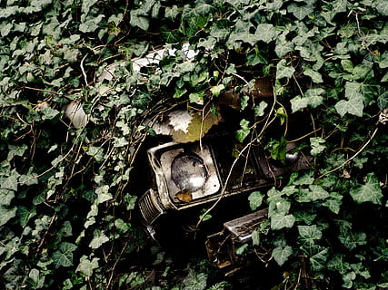 Auto, Wrack, Schrott, Oldtimer, alt, gebrochen, Fahrzeug, verrostet, bewachsen, Efeu, ausgeschaltet, Cadillac, Scheinwerfer, Blatt, Pflanzenteil, Pflanze, Natur, keine Leute, Wachstum, Tag, grüne Farbe, High Angle View, Baum, Nahansicht, draußen, Tierwelt, Land, obsolet, Metall, verlassen, Wald, ein Tier, 4K, CC0, gemeinfrei, lizenzfrei