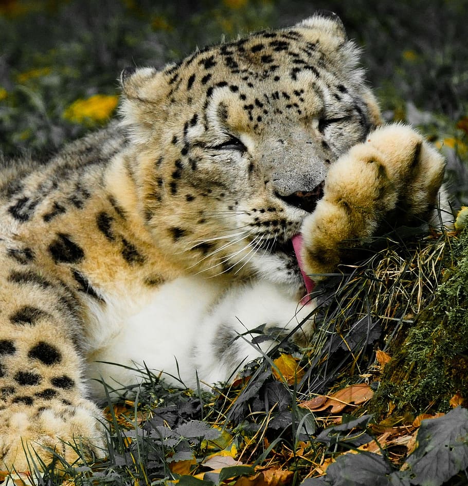 poc profund, focalitzar la fotografia, lleopard cub, animals, gat, lleopard, lleopard de les neus, depredador, pell, bona nit, netejar, llepar, la pota, cansat, dormir, sentir-se com a casa, llengua, motiu del gat, animal, temes d'animals, felí, mamífer, vertebrats, animals a la natura, fauna animal, naturalesa, dia, cap gent, terra, gat gran, camp, primer pla, carnivora, grup d’animals, a l'aire lliure, planta, animal jove, bigotis, 1080P