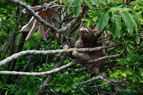 verde, albero, bradipo, albero verde, foresta, natura, animale, mammifero, foresta pluviale tropicale, specie in pericolo, animali allo stato selvatico, all'aperto, foresta pluviale, orso, ramo, fauna selvatica, un animale, nessuno, pianta, temi animali, vertebrato, parte vegetale, foglia, giorno, primate, colore verde, seduta, 4K, CC0, dominio pubblico, privo di copyright