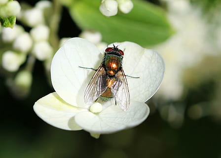 fliegen, Insekt, Fehler, Natur, Garten, Makro, Pest, Flügel, wirbellos, Tierthemen, Tierwelt, Tier, Tiere in freier Wildbahn, ein Tier, Nahansicht, Pflanze, Blume, Tierflügel, Fokus auf den Vordergrund, blühende Pflanze, Schönheit in der Natur, Zerbrechlichkeit, Tag, Stubenfliege, Wachstum, keine Leute, Blütenkopf, draußen, Bestäubung, 2K, CC0, gemeinfrei, lizenzfrei