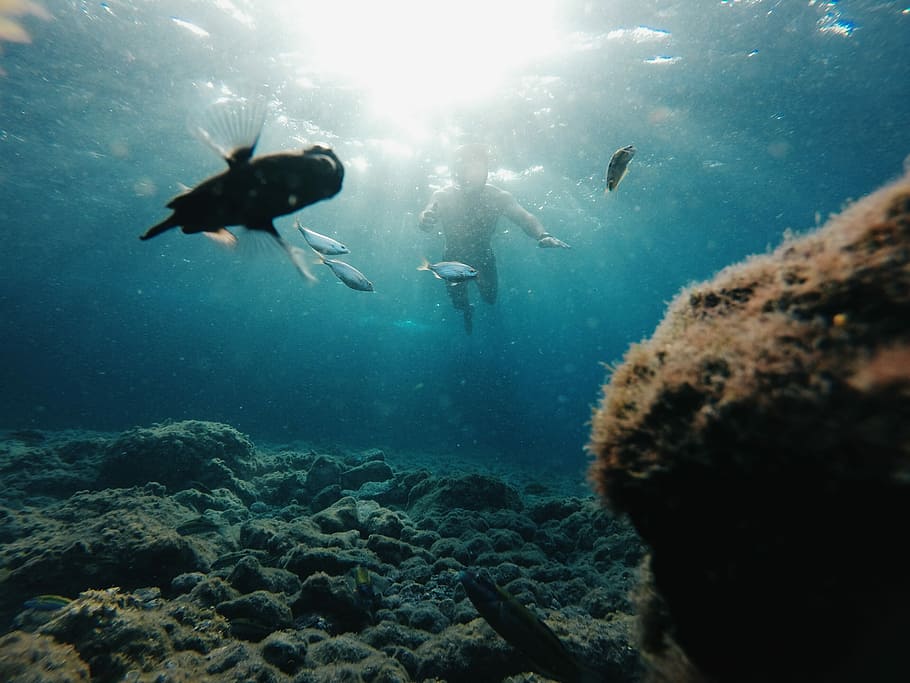 uomo che si tuffa sott'acqua, persona, immersione, subacqueo, Pesci, nuotatore, tuffatore, pesce, roccia, mare, sottomarino, acqua, nuoto, avventura, esplorazione, immersioni in subacquea, sport, vita marina, natura, sport acquatico, persona irriconoscibile, fauna selvatica, animali allo stato selvatico, attrezzatura subacquea, animale, corallo, marino, immersione subacquea, 2K