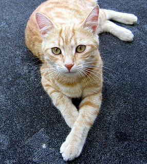 gato, tomcat, descansar, doméstico, pets, gato doméstico, animais domésticos, felino, mamífero, um animal, vertebrado, olhando para a câmera, retrato, ninguém, visão de alto ângulo, bigode, estrada, comprimento total, gato ruivo, malhado, 1080P, CC0, domínio público, royalty free
