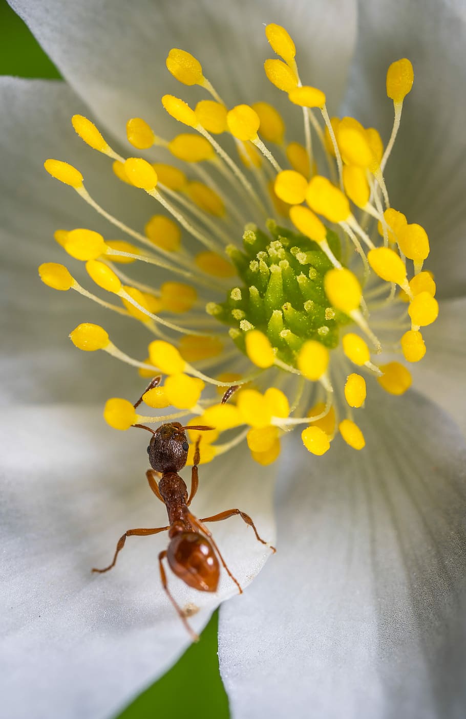 insecte, macro, formiga vermella, formiga, flor, planta amb flors, un animal, invertebrat, temes d'animals, fauna animal, animals a la natura, animal, primer pla, groc, bellesa a la natura, vulnerabilitat, fragilitat, planta, naturalesa, frescor, cap gent, pètal, enfocament selectiu, cap de flor, a l'aire lliure, pol·len, polinització, 5K
